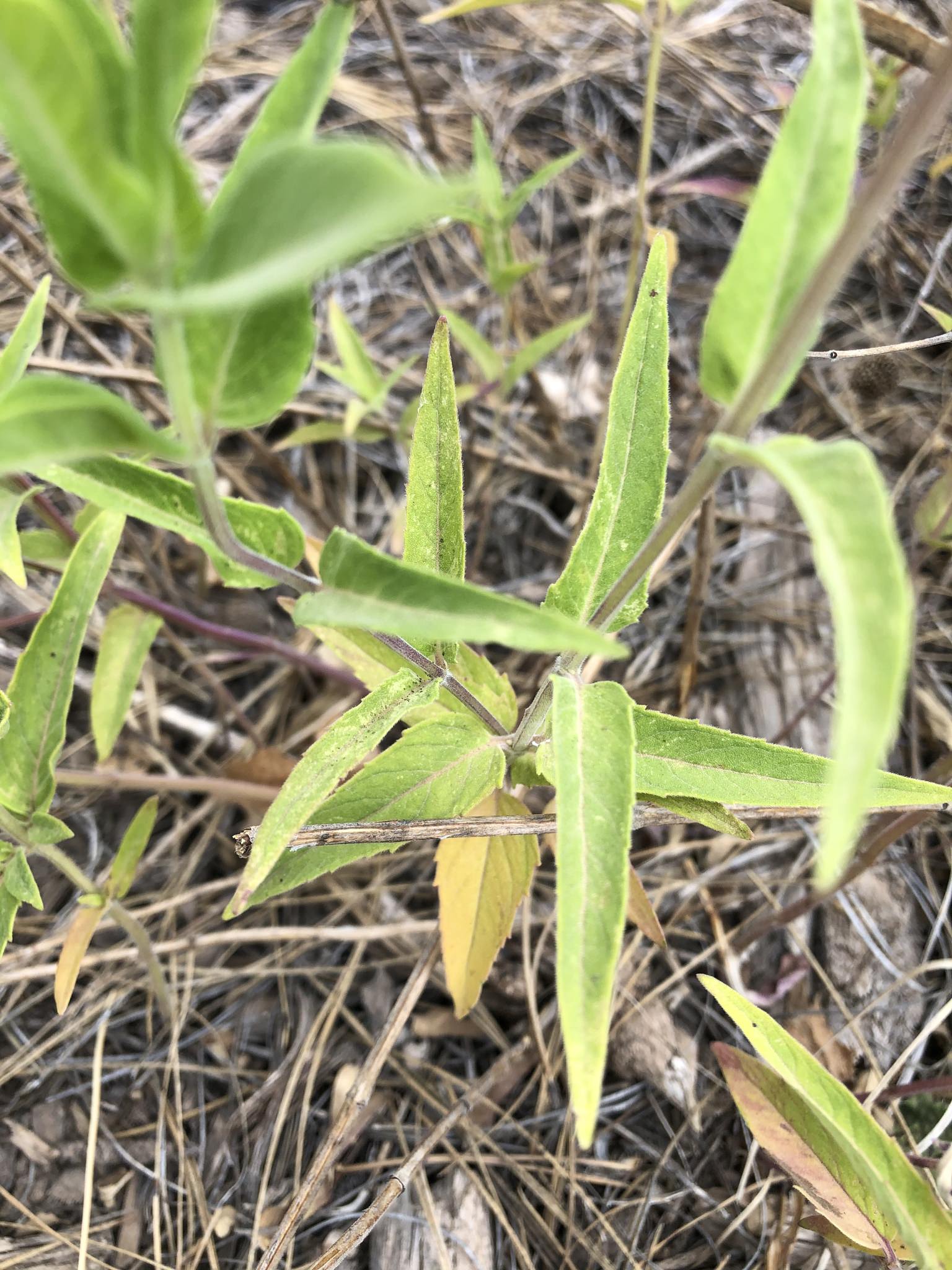 Monarda fistulosa